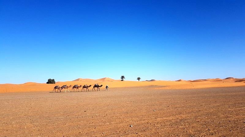 Camp Sahara Holidays M'Hamid Eksteriør bilde